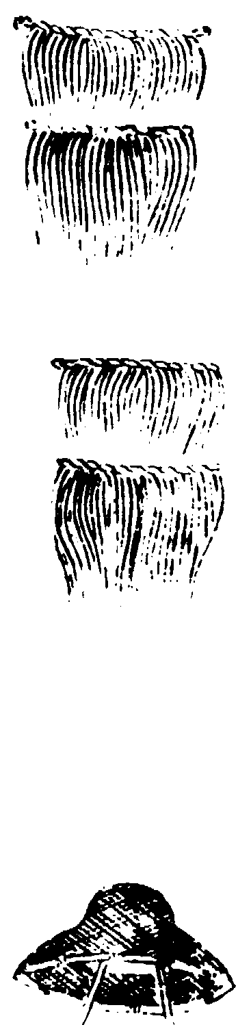 〔插图〕