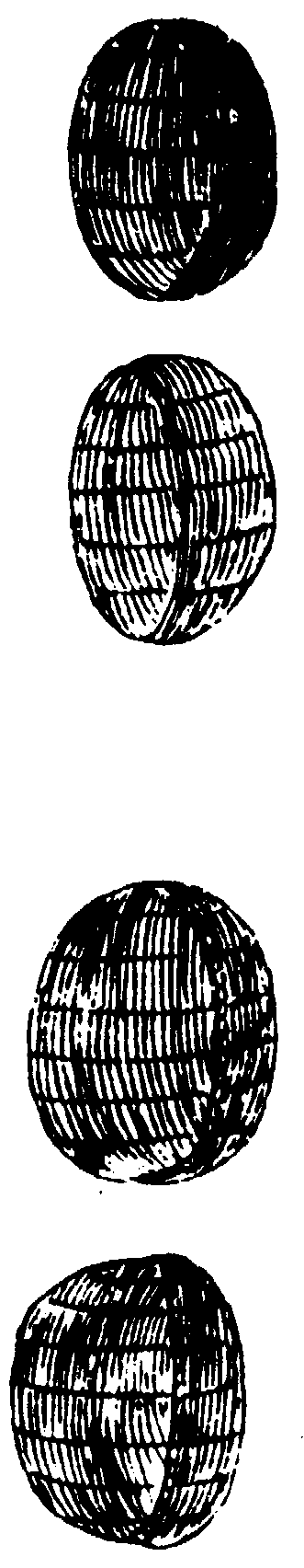 〔插图〕