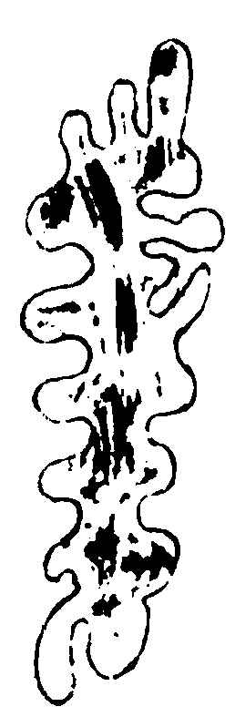 〔插图〕