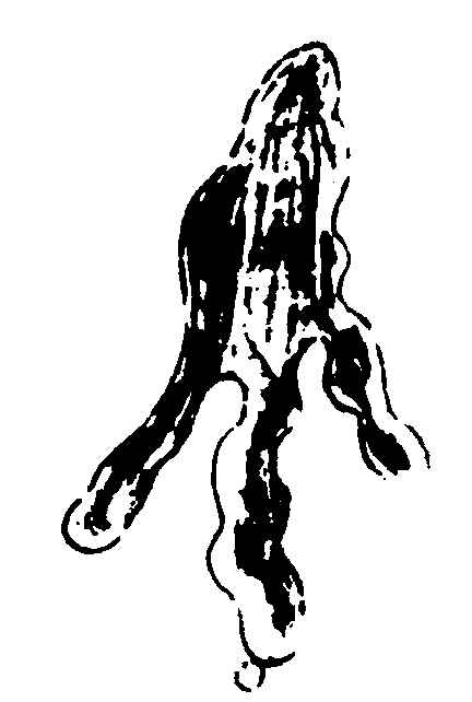 〔插图〕