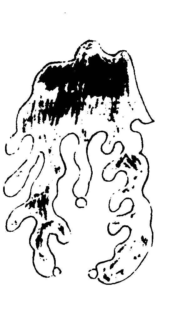 〔插图〕