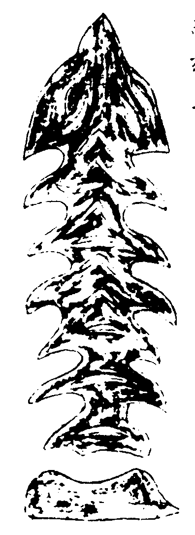 〔插图〕