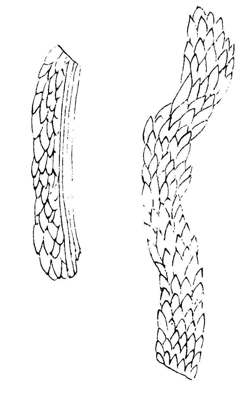 〔插图〕